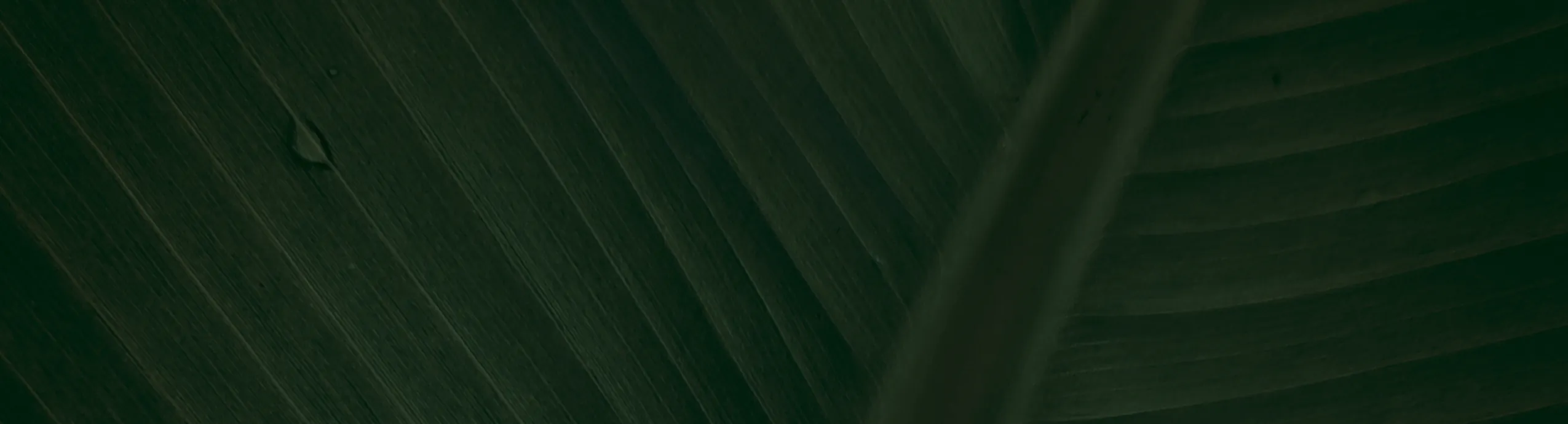 Sarvital Moringa Leaf Powder - 100gms